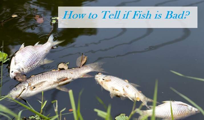 How can you tell if fish is spoiled?