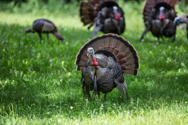 Which Shotgun Choke Is Best For Hunting A Large, Slow Bird, Such As A Turkey?